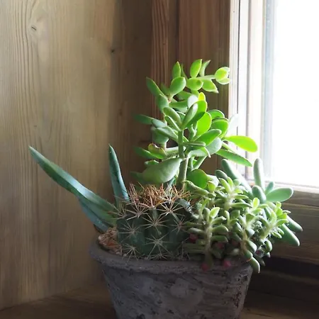 فندق مبيت وإفطار Virasol 3*